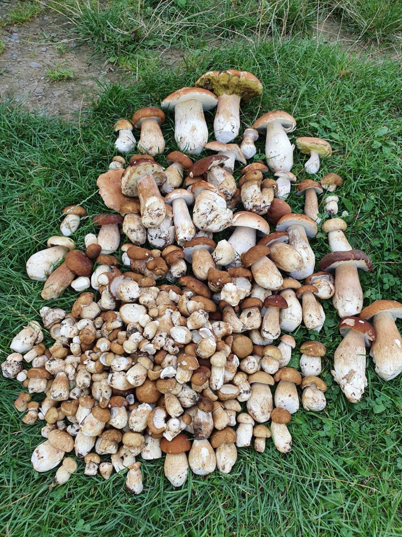 Садиба Кичера Petrashi Bilik gambar